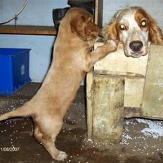 Cocker spaniel Lady og Vagabonden