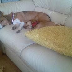 Cocker spaniel trunte