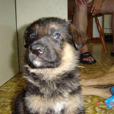 Schæferhund Glenn's Bosco