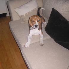 Beagle oscar
