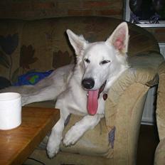 Hvid schæfer Ebony the White Diamond