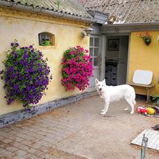 Hvid schæfer Ebony the White Diamond