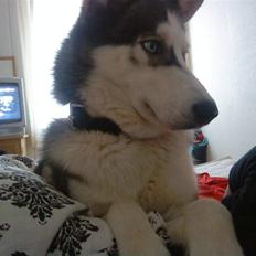 Siberian husky --:: <3 Xenon <3 ::--
