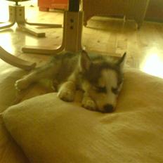 Siberian husky --:: <3 Xenon <3 ::--