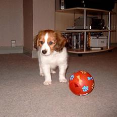 Kooikerhondje Baschko`s Felicia