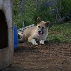 Grønlandshund simba