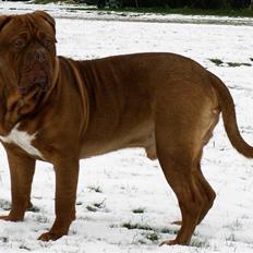 Dogue de bordeaux Jack - R.I.P