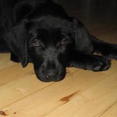 Blanding af racer Maggi