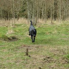 Blanding af racer Maggi