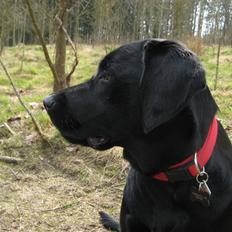 Blanding af racer Maggi