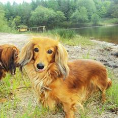 Miniature gravhund Michell