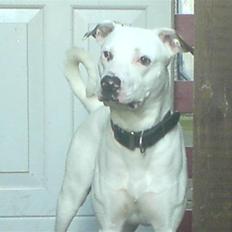 Blanding af racer samson