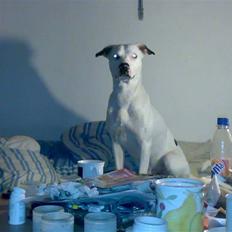 Blanding af racer samson