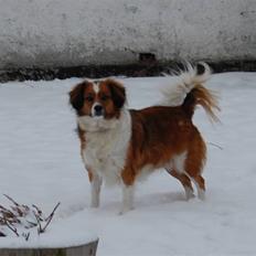 Blanding af racer Sally