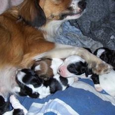 Blanding af racer Sally