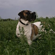 Mastiff Balder R.I.P 2011