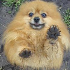 Pomeranian mikkel