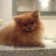 Pomeranian mikkel