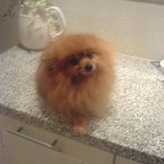 Pomeranian mikkel