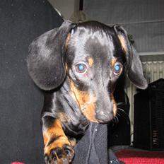 Dværggravhund Sørøver Sally