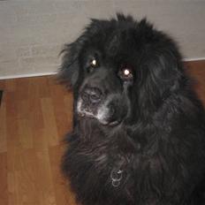 Newfoundlænder Cæsar Aflivet 30. juli 09