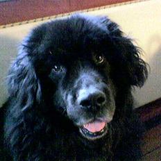 Newfoundlænder Cæsar Aflivet 30. juli 09