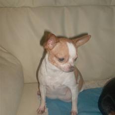 Chihuahua My