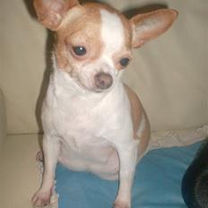 Chihuahua My
