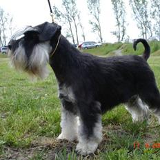Dvaergschnauzer Maya