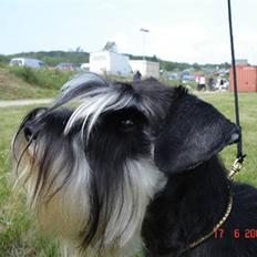 Dvaergschnauzer Maya