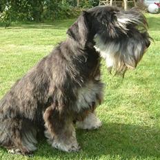 Dvaergschnauzer Maya