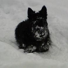 Skotsk terrier Simba