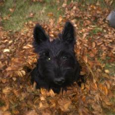 Skotsk terrier Simba