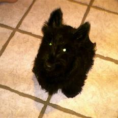 Skotsk terrier Simba