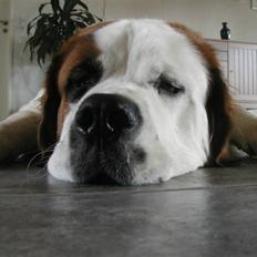 Sankt bernhardshund Andrea