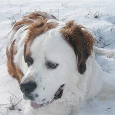 Sankt bernhardshund Andrea
