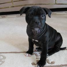 Staffordshire bull terrier Coco