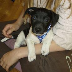 Jack russell terrier Turbo