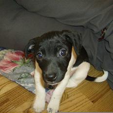 Jack russell terrier Turbo