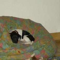 Jack russell terrier Turbo