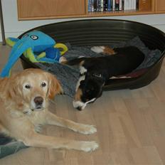 Grosser schweizer sennenhund Vitus