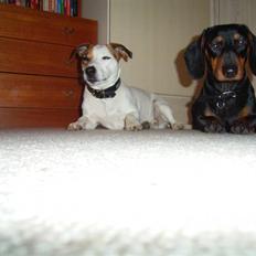 Jack russell terrier ollie 