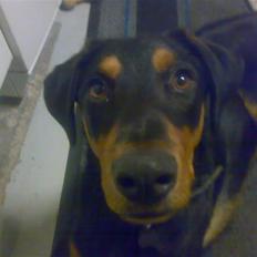 Blanding af racer Qato