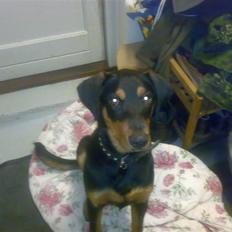 Blanding af racer Qato