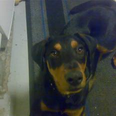 Blanding af racer Qato