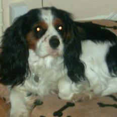 Cavalier king charles spaniel Luffe