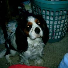 Cavalier king charles spaniel Luffe