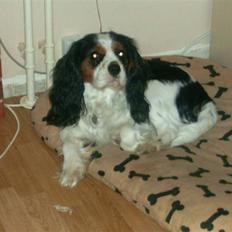Cavalier king charles spaniel Luffe