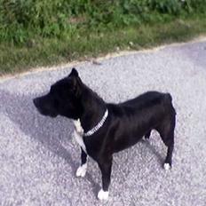 Amerikansk staffordshire terrier Chamonix