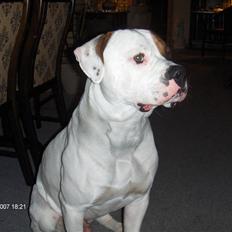 Amerikansk bulldog Rocco